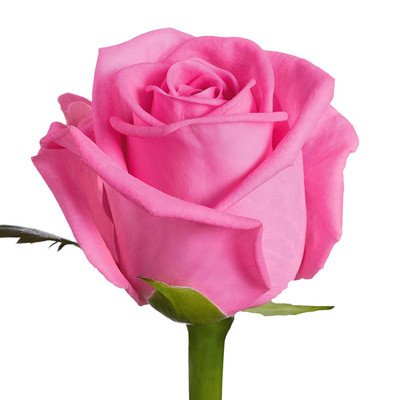 Pink Roses
